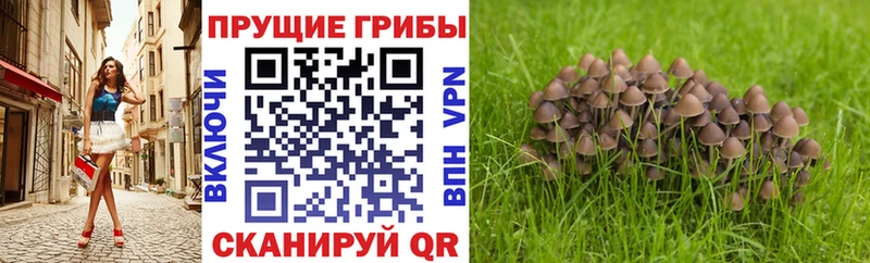 mega ссылки сколько стоит Княгинино Галлюциногенные грибы Psilocybe